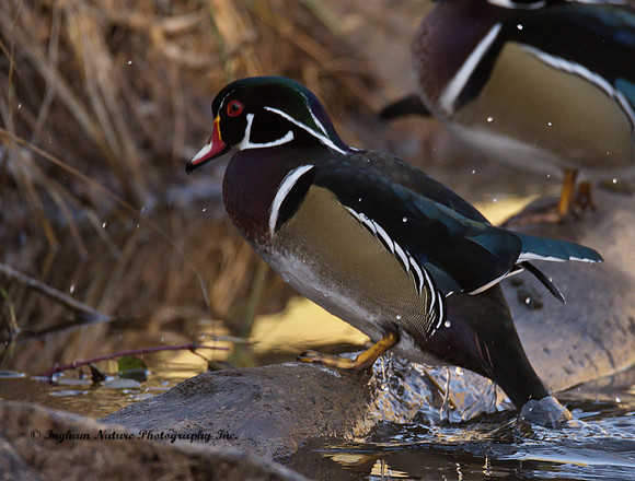 Wood Duck - Male