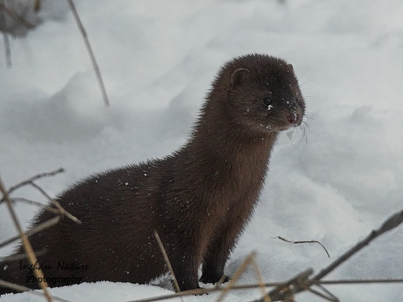 Mink (North American)
