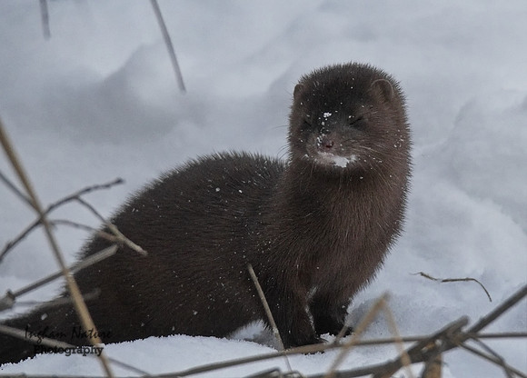Mink  (North American)