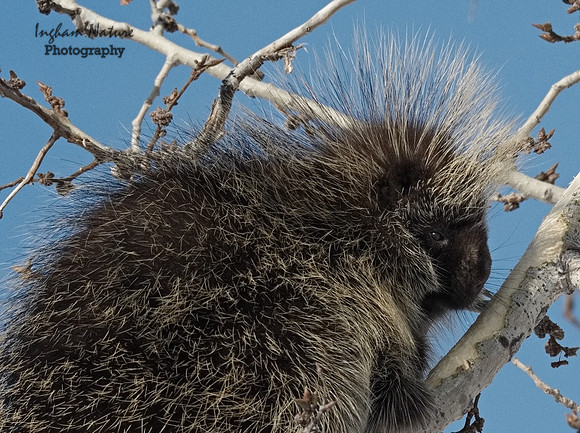Porcupine - North American