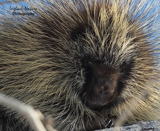 Porcupine - North American