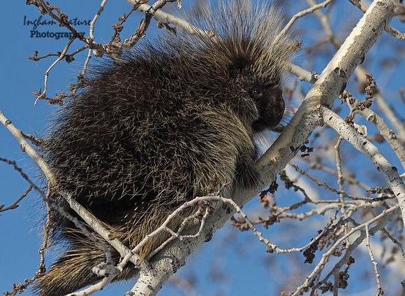 Porcupine - North Aemrican