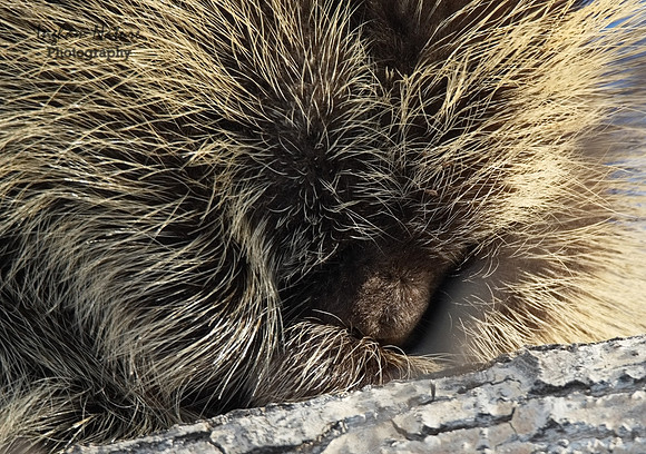 Porcupine - North American