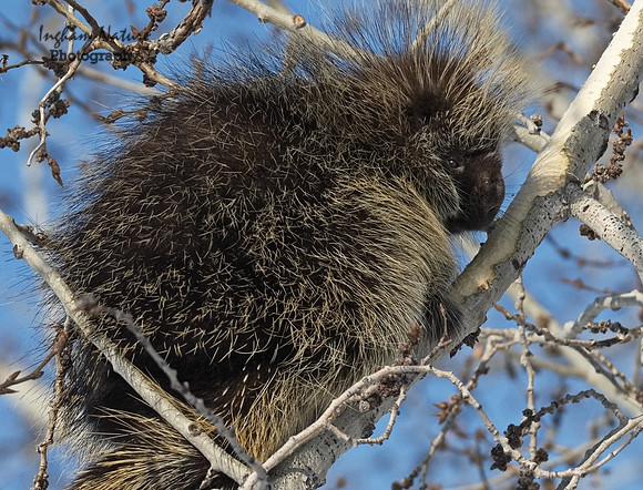 Porcupine - North American