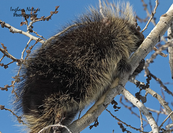 Porcupine - North American
