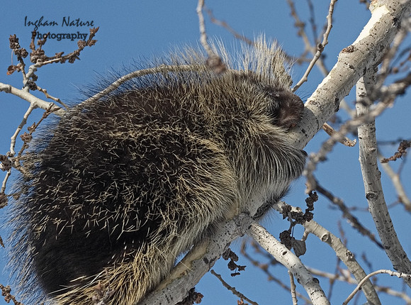 Porcupine - North American