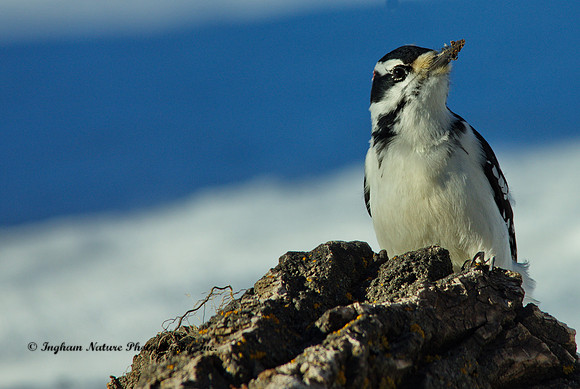 Hairy Woodpecker