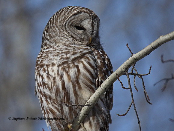 Barred Owl