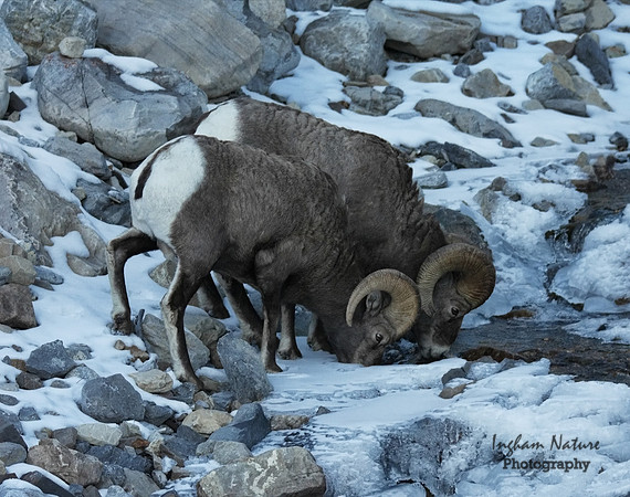 Rocky Mountain Sheep - Males