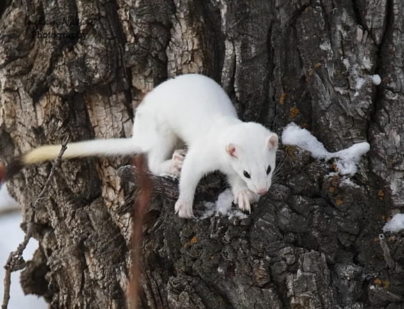 Weasel - Long Tailed