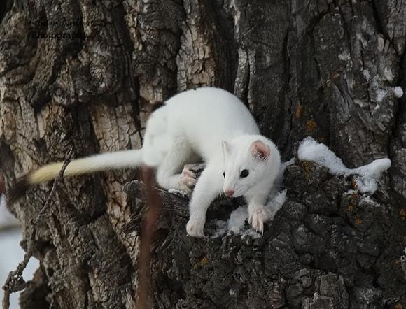 Weasel - Long Tailed