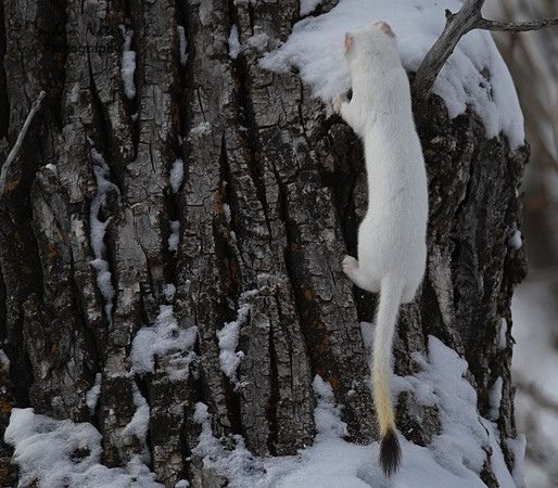 Weasel - Long Tailed