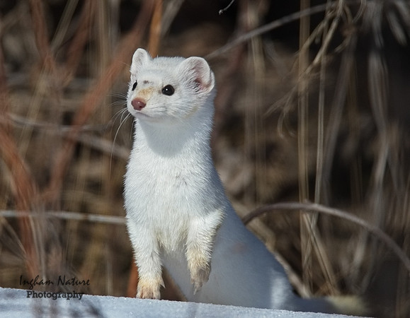 Weasel - Long Tailed
