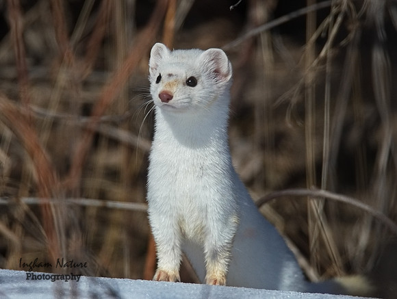 Weasel - Long Tailed