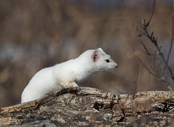 Weasel - Long Tailed