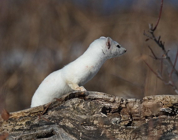 Weasel - Long Tailed