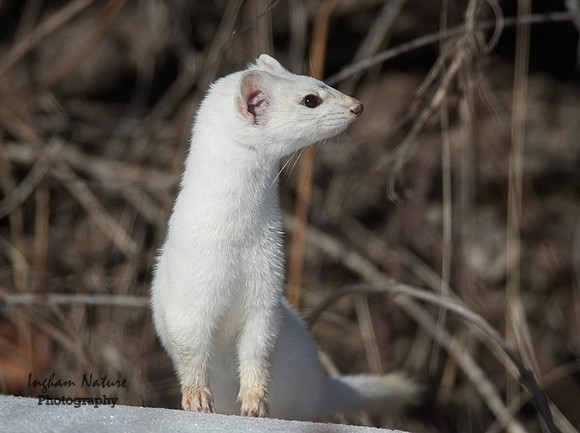 Weasel - Long Tailed
