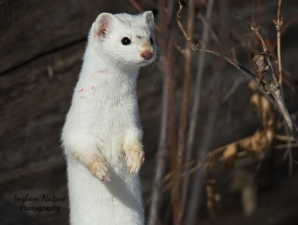 Weasel - Long Tailed
