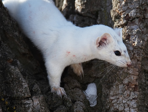 Weasel - Long Tailed