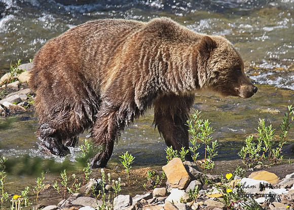 Grizzly Bear