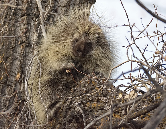 Porcupine