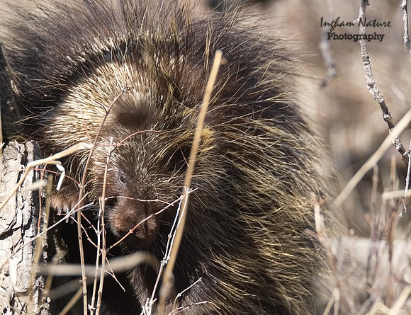 Porcupine (North American)
