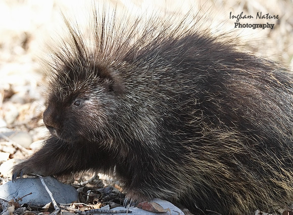 Porcupine (North American)