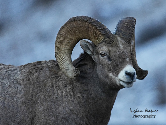 Rocky Mountain Sheep