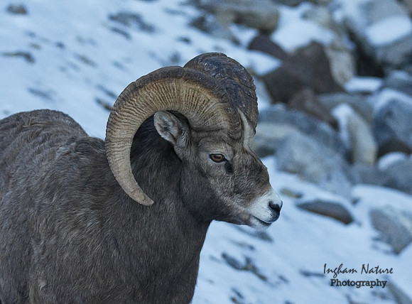 Rocky Mountain Sheep