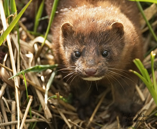 Mink (North American)