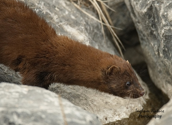 Mink (North American)