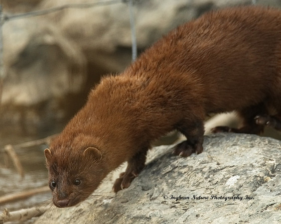 Mink (North American)