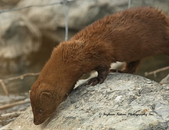 Mink (North American)