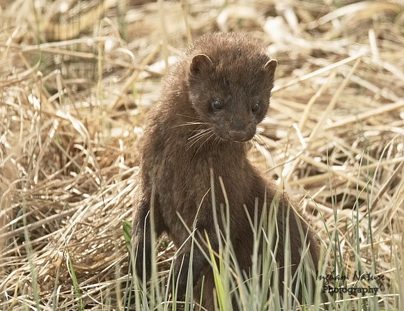 Mink (North American)