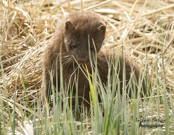 Mink (North American)