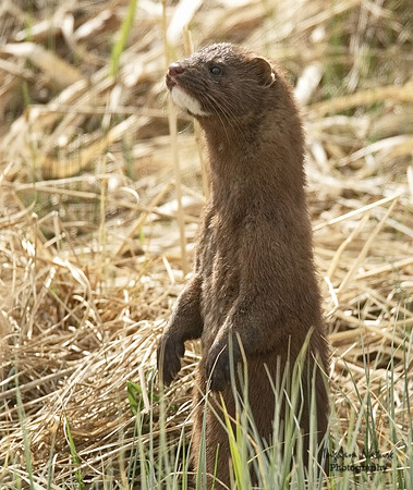 Mink (North American)