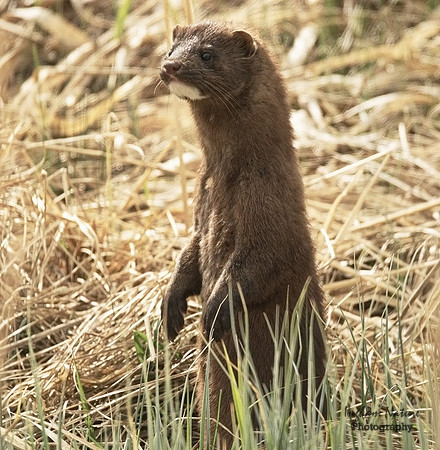 Mink (North American)