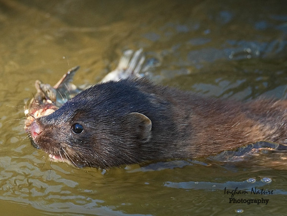 Mink (North American)
