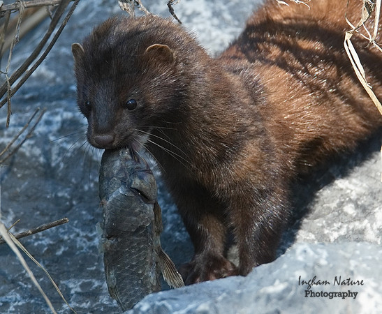 Mink (North American)