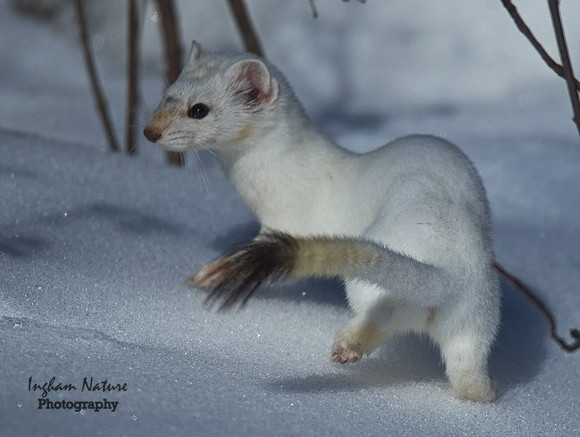 Weasel - Long Tailed