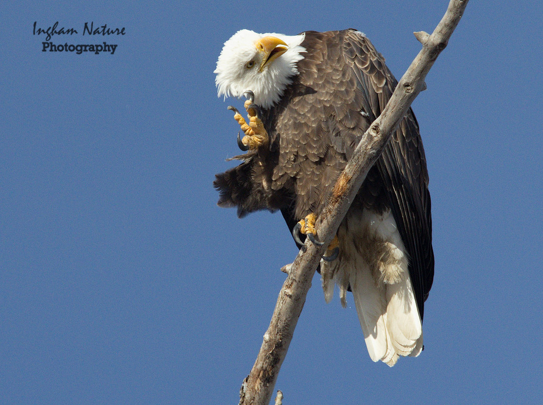 American Bald Eagle - Adult