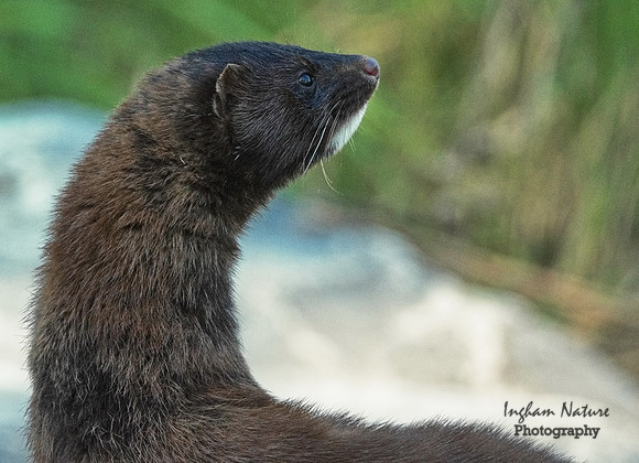 Mink (North American)