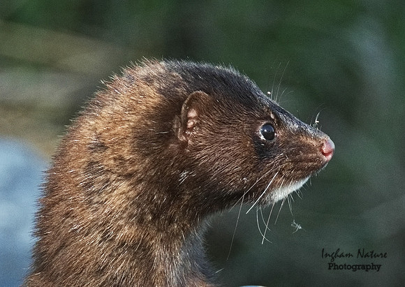 Mink (North American)