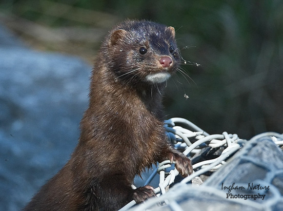 Mink (North American)