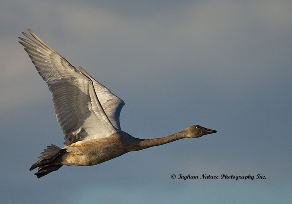 Swan - Tundra (Juvenile)