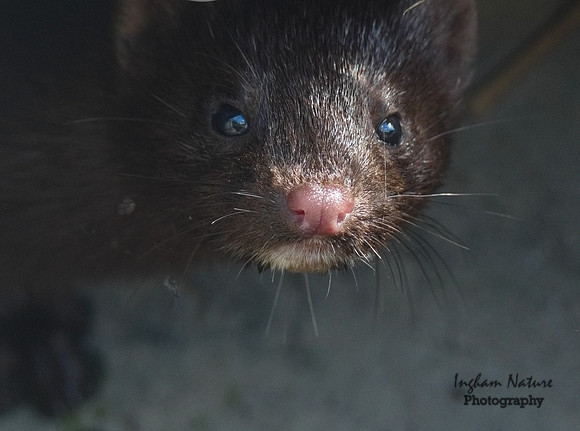 Mink (North American)