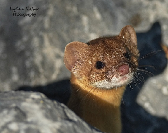 Weasel - Long Tailed