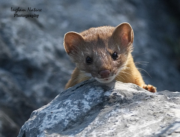 Weasel - Long Tailed