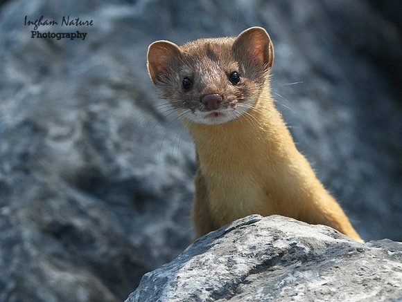 Weasel - Long Tailed