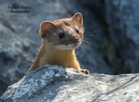 Weasel - Long Tailed